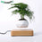 Hot Sale Levitating Air Bonsai Pot Rotation Planters